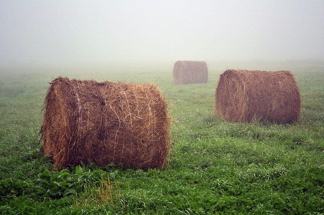 Summer Fog by Joe Roberts