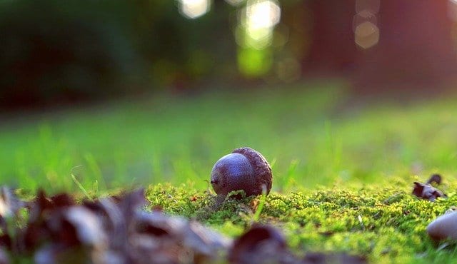 Acorns: An Invasion by Cordelia M. Hanemann