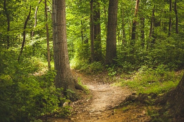 You Follow by Madeline Grove