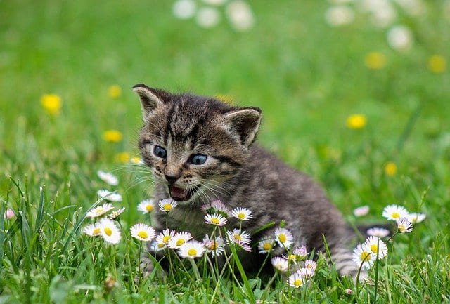 Silence of the Cats by Robert Allen Lupton