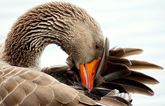 Mama Goose by Heather Truett