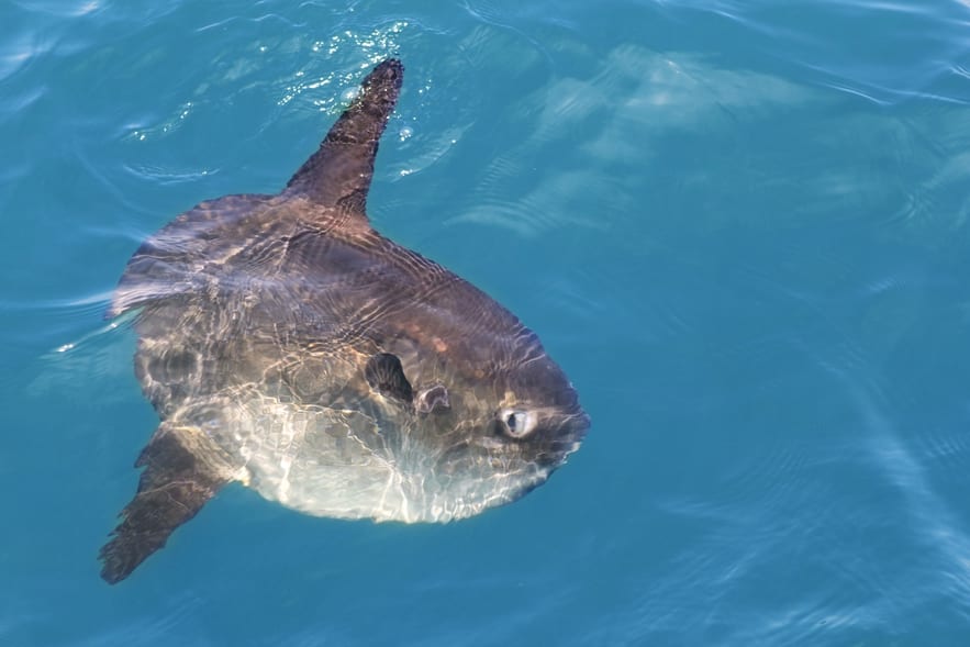 Sunfish by Jeffrey Penn May