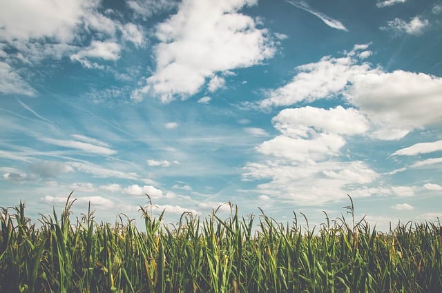 Cornfield by Veronica McDonald