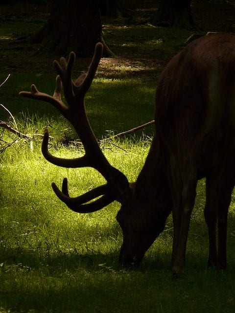Grazing by Joseph S. Pete